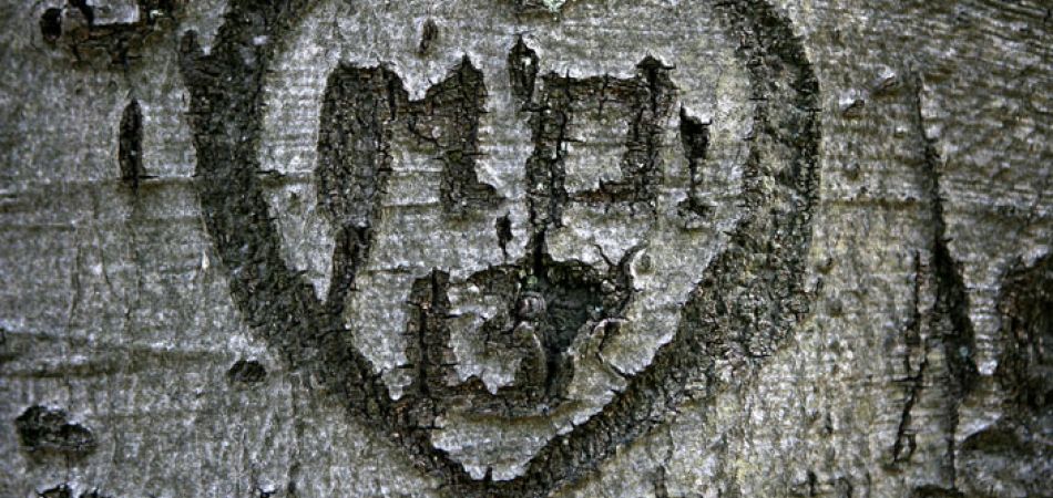 Wie viele Bäume gibt es in Deutschland? deutschland.de