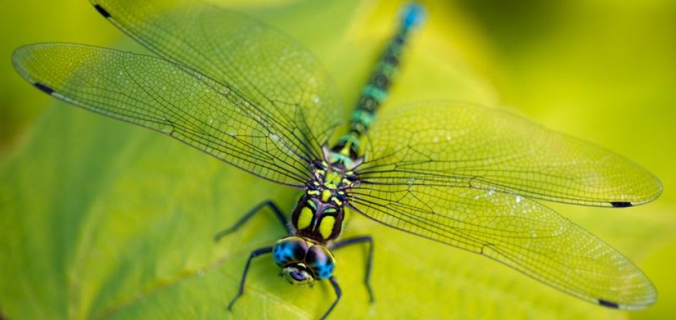 Mit der App Insekten auf der Spur Mit der App Insekten auf der Spur