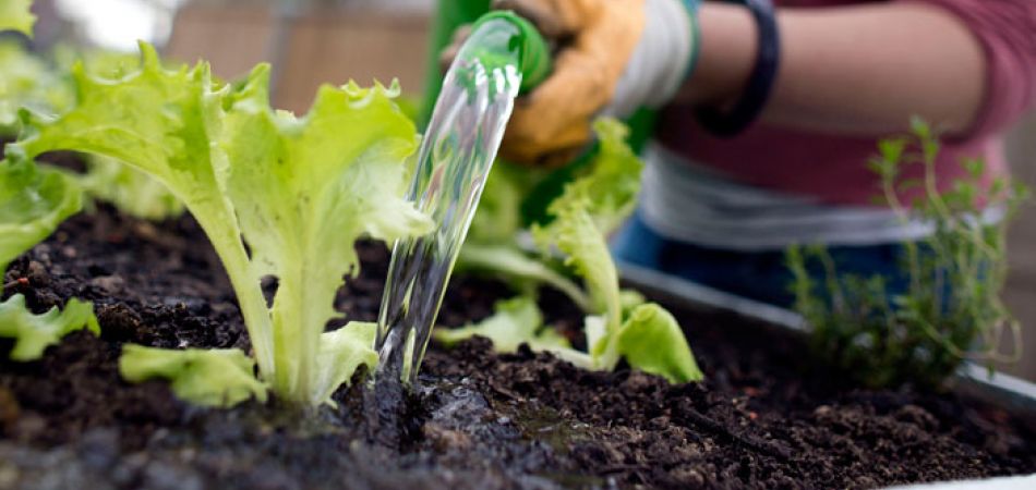 picture-alliance/dpa - Urban Gardening picture-alliance/dpa - Urban Gardening