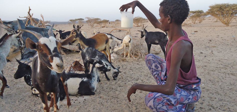 Tierärzte ohne Grenzen in Äthiopien
