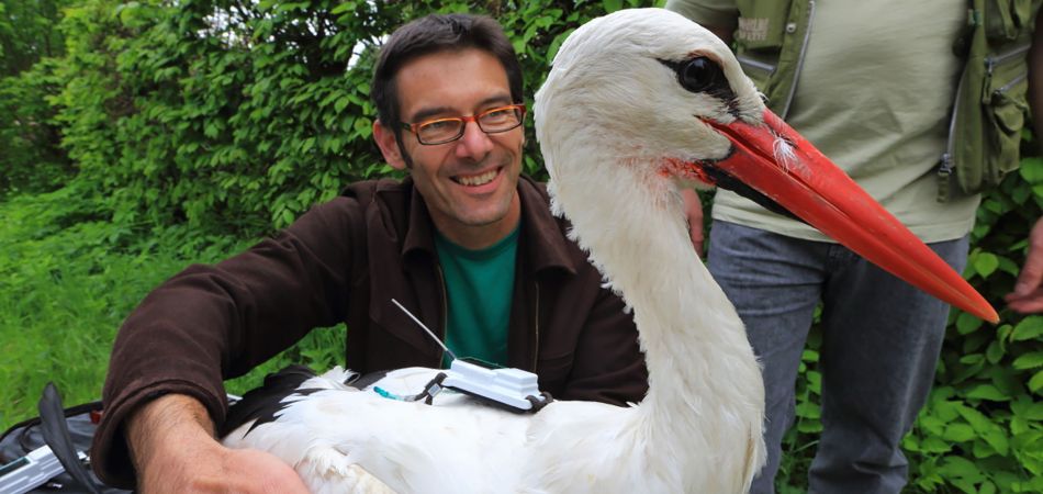 Storch mit Sender: Tierbeobachtung im deutsch-russischen Austausch Storch mit Sender: Tierbeobachtung im deutsch-russischen Austausch