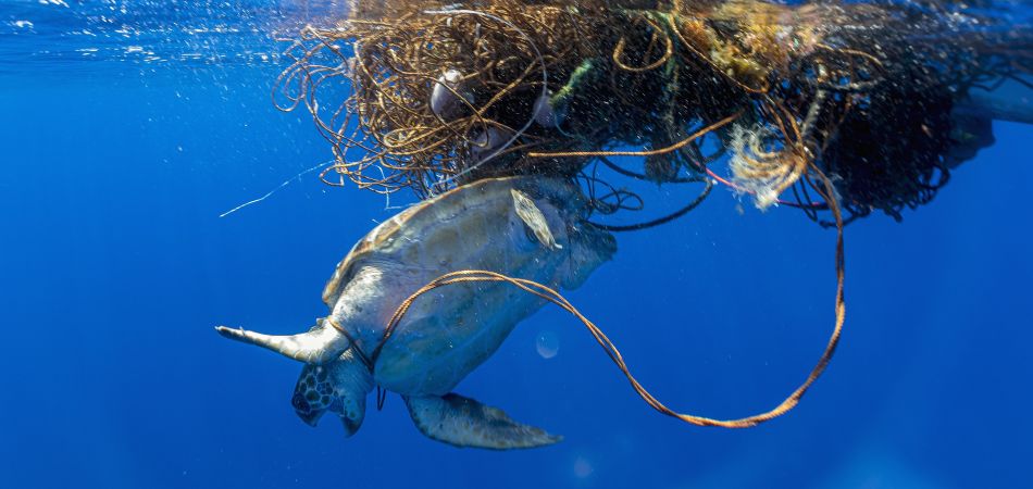 Plastikmüll gefährdet die maritime Tier- und Pflanzenwelt. Plastikmüll gefährdet die maritime Tier- und Pflanzenwelt.