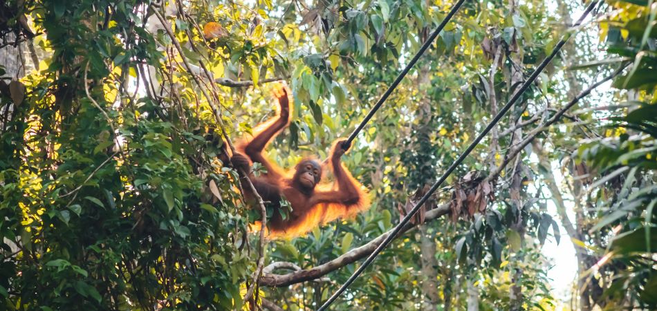 Escolares aprenden en Tanzania a gestionar los bosques de forma sostenible. Escolares aprenden en Tanzania a gestionar los bosques de forma sostenible.