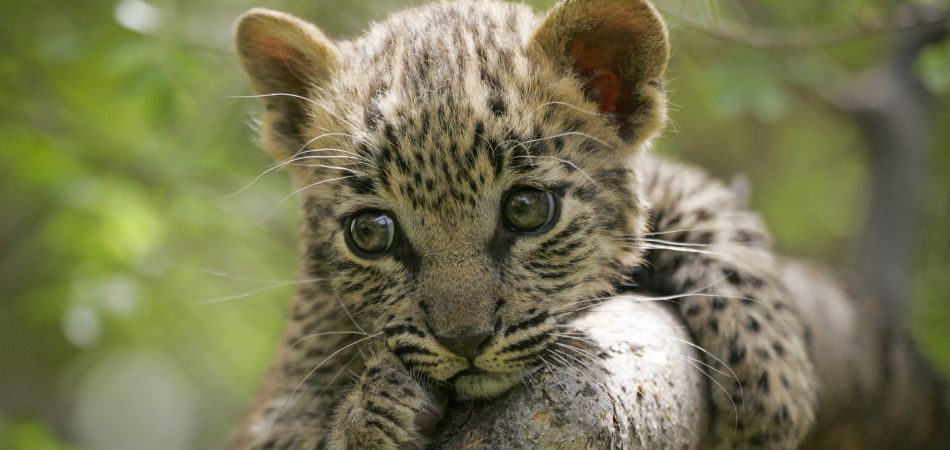 Ayuda para conservar la fauna: leopardo en un parque nacional africano Ayuda para conservar la fauna: leopardo en un parque nacional africano