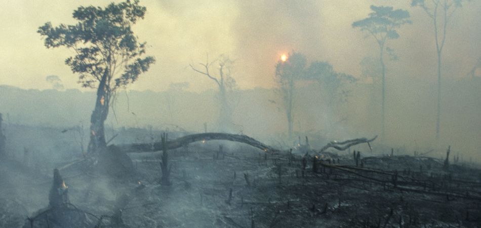 Amazonas Waldbrand Amazonas Waldbrand
