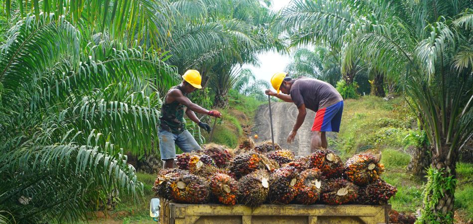 Harvesting of palm fruits Harvesting of palm fruits