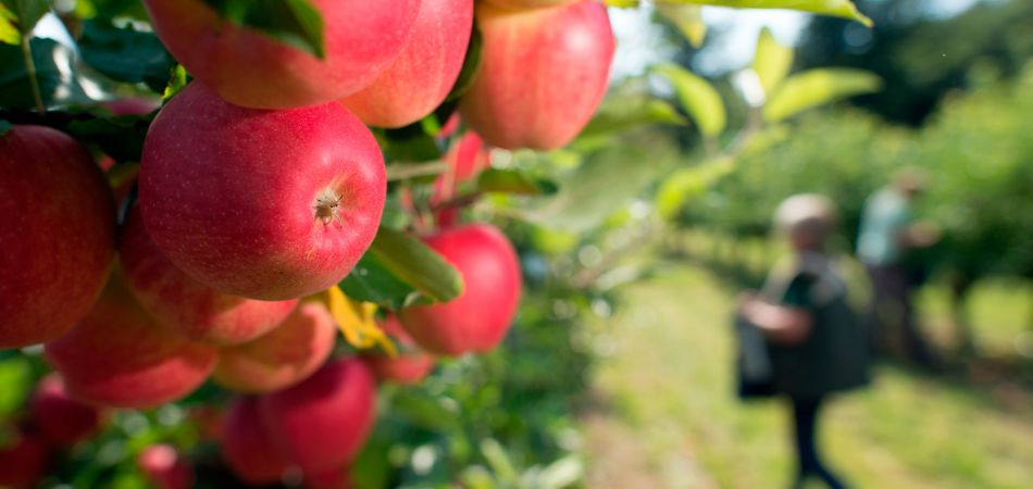 Genossenschaften: gemeinsam investieren, gemeinsam ernten. Genossenschaften: gemeinsam investieren, gemeinsam ernten.