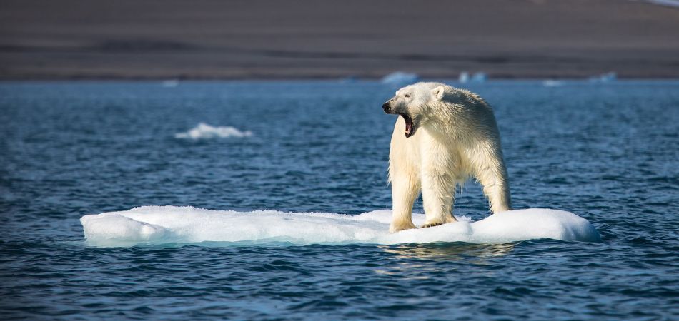 Eisbär Eisbär