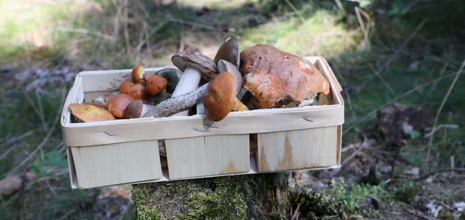 Mushroom Season In Germany