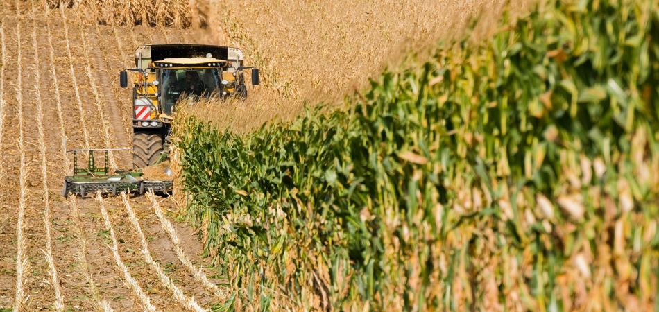 Vielfältiger nachwachsender Rohstoff: Mais wird geerntet. Vielfältiger nachwachsender Rohstoff: Mais wird geerntet.