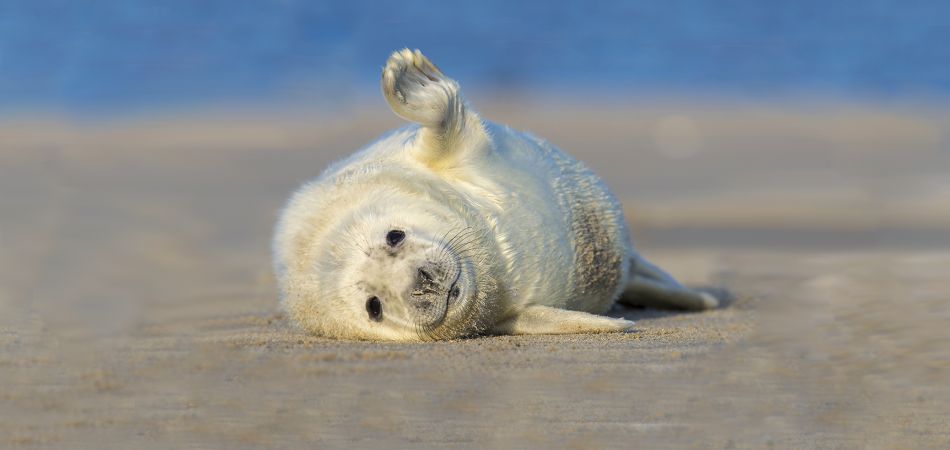 Kegelrobbe am Strand von Helgoland Kegelrobbe am Strand von Helgoland