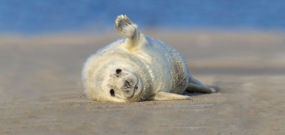 欧洲针对海豹 蝙蝠和候鸟的物种保护