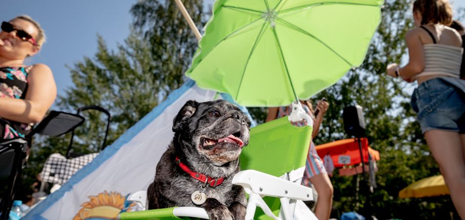 El caluroso verano exigió mucho a la gente, los animales y la naturaleza. El caluroso verano exigió mucho a la gente, los animales y la naturaleza.