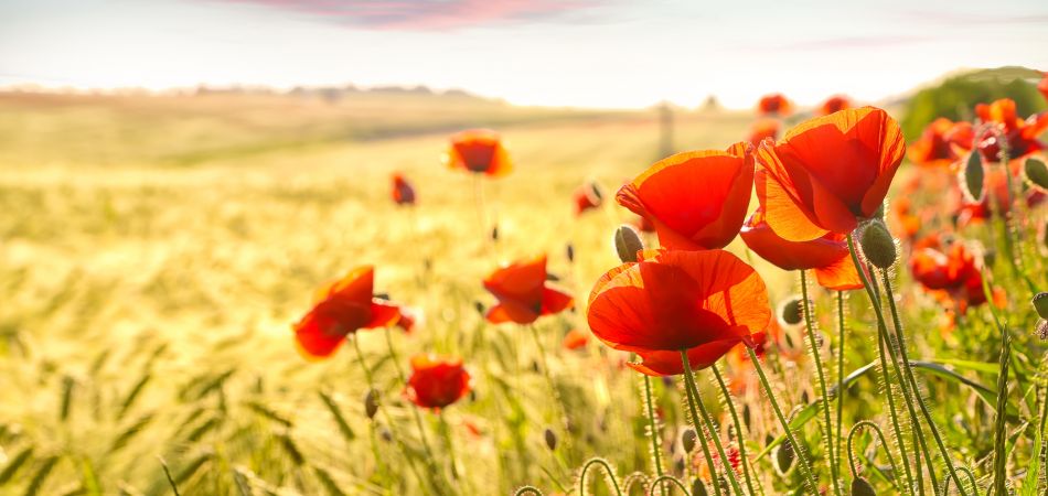 L Agriculture En Allemagne Dix Faits