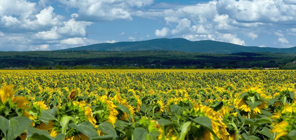 Sonnenblumenfeld in der Ukraine Sonnenblumenfeld in der Ukraine