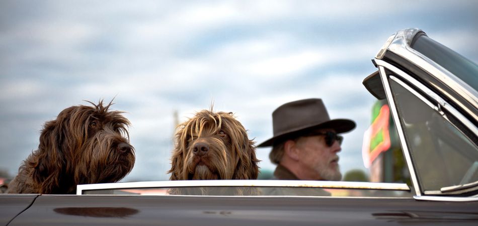 Dogs are best friends and sometimes even substitutes for absent partners Dogs are best friends and sometimes even substitutes for absent partners