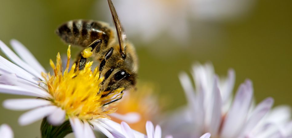 Bees At Risk Germany S Strategy For Protecting Bees