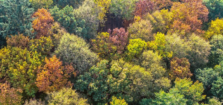 Autumn forest in Germany Autumn forest in Germany