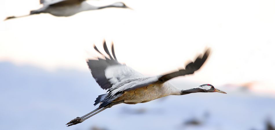 Fascinating spectacle: Cranes making their way southwards Fascinating spectacle: Cranes making their way southwards