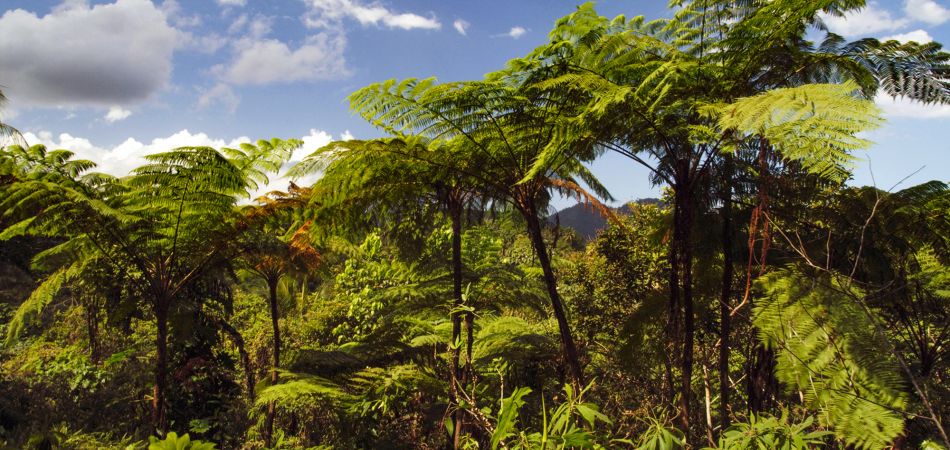 Samambaiaçu gigante no Parque Nacional Alejandro de Humboldt. Samambaiaçu gigante no Parque Nacional Alejandro de Humboldt.
