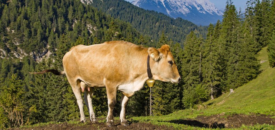 Fleisch soll teurer werden Fleisch soll teurer werden