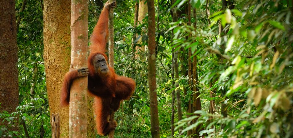 Millionen für Naturschutzgebiete Millionen für Naturschutzgebiete