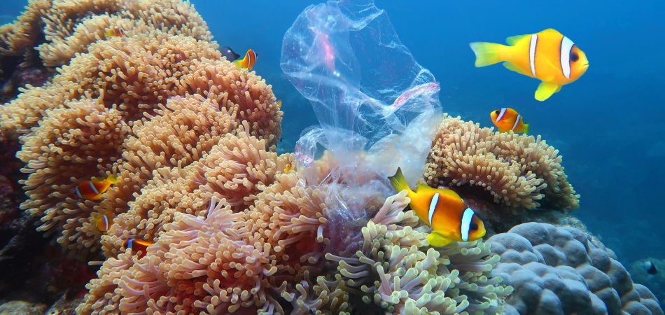Falterfische, Korallen – und eine Plastiktüte Falterfische, Korallen – und eine Plastiktüte