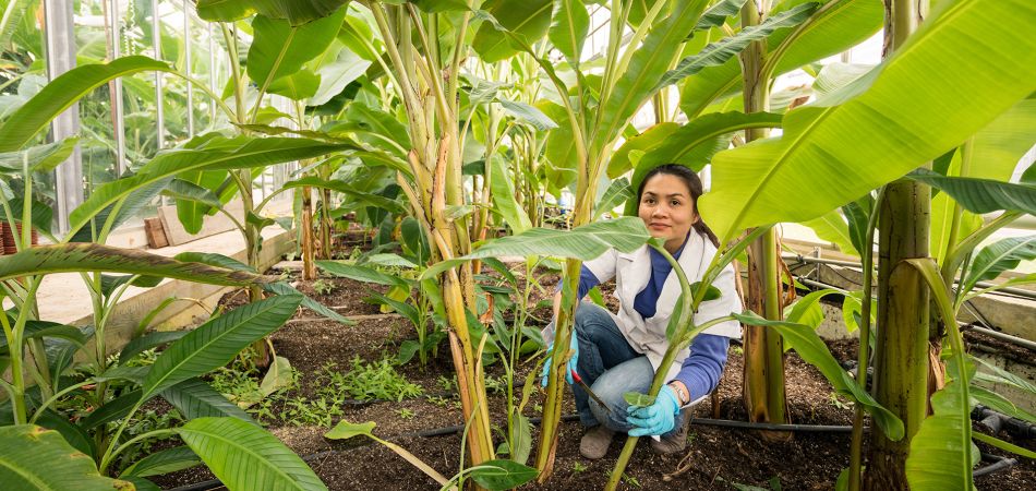 Four top study programmes in agriculture