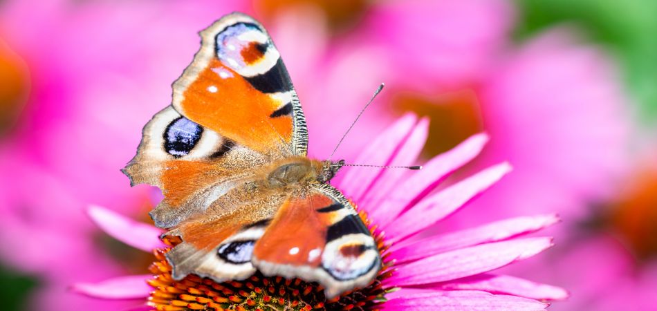 Les insectes représentent environ 70 pour cent de toutes les espèces animales du monde. Les insectes représentent environ 70 pour cent de toutes les espèces animales du monde.