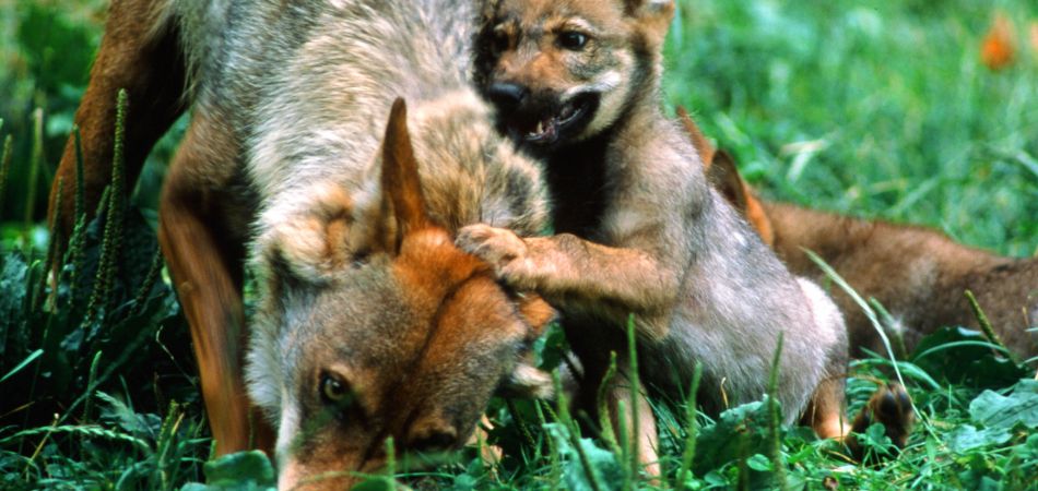 Species Protection Wolf Lynx And Elk Are Returning To Germany