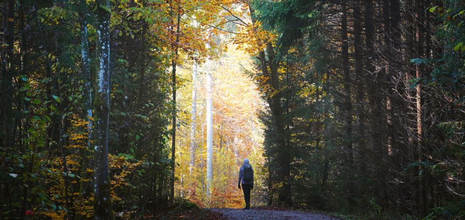 Grüne Lunge: Wälder und Parks verbessern die Luft. Grüne Lunge: Wälder und Parks verbessern die Luft.
