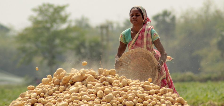 Hindistan’da patates hasadı Hindistan’da patates hasadı