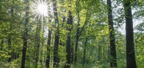 Mixed deciduous forest in Thuringia 