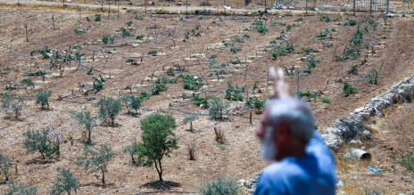 Vista de un viñedo en el pueblo de Susya, en la región de Masafer Yatta, al sur de Hebrón, en Cisjordania. 
