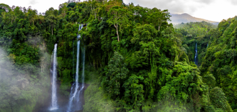 Rainforest in Indonesia 