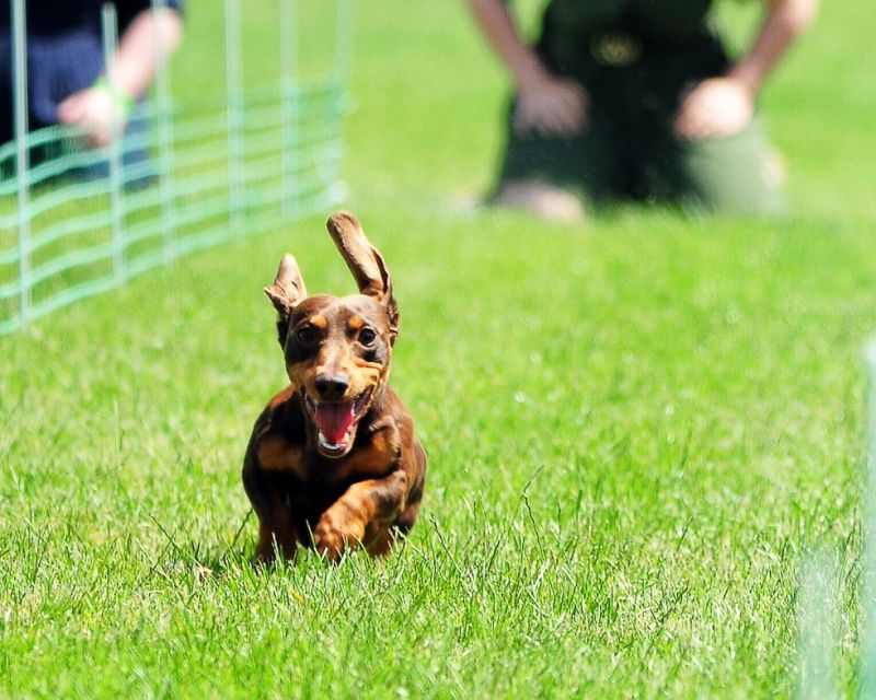 Zwei Dackel laufen bei einem Rennen um die Wette.