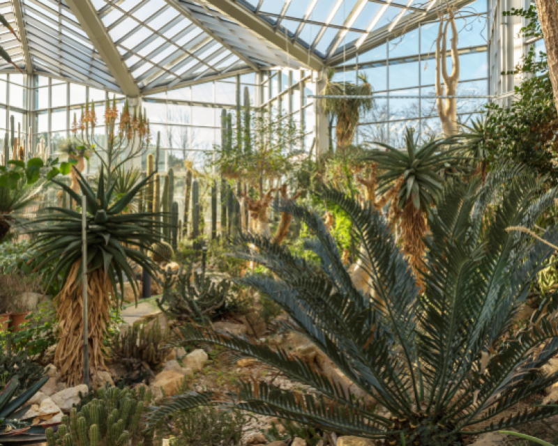 Der Palmengarten in Frankfurt am Main.