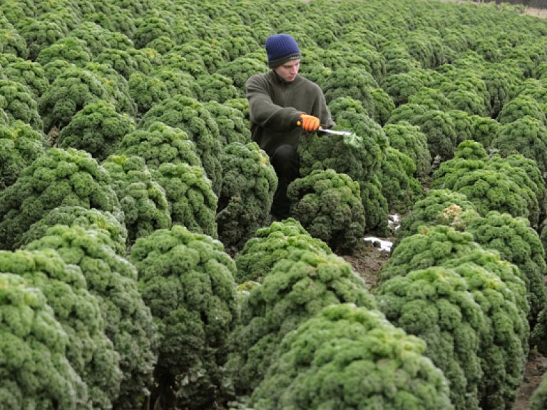 picture-alliance/dpa - Kale picture-alliance/dpa - Kale