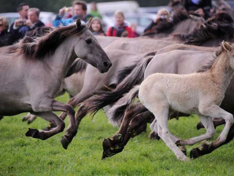 picture-alliance/dpa - Dülmen  Horses