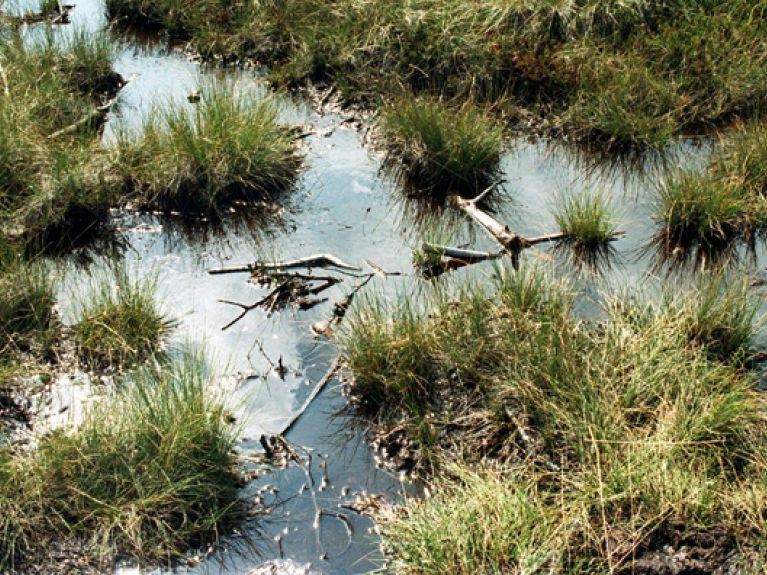 picture-alliance/ZB - Moorland regions picture-alliance/ZB - Moorland regions