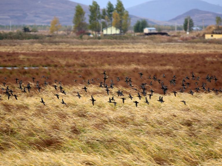 Geese Rice
