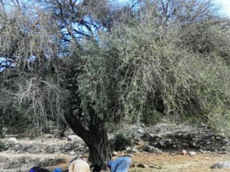 Preserving the Argan