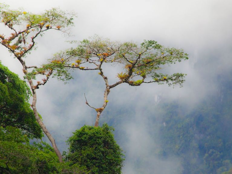 Das Biosphärenreservat Oxapampa-Asháninka-Yanesha (BIOAY) in Peru