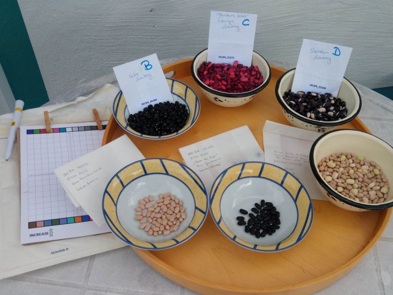 La récolte des haricots avec des notes sur le comportement de croissance La récolte des haricots avec des notes sur le comportement de croissance