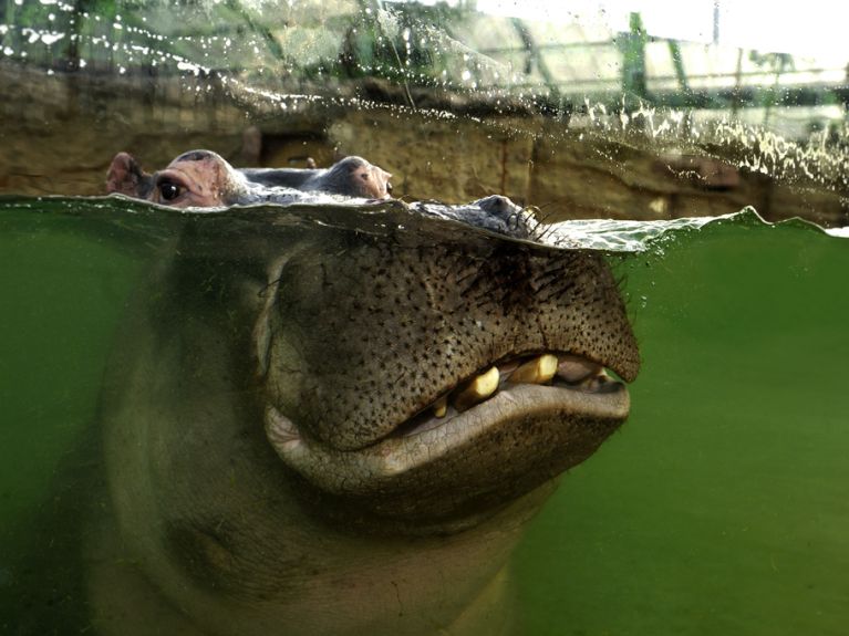 Ein Flusspferd im Kölner Zoo. Die Art ist weltweit gefährdet.