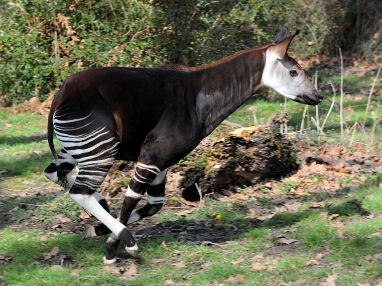 Ein rennendes Okapi.
