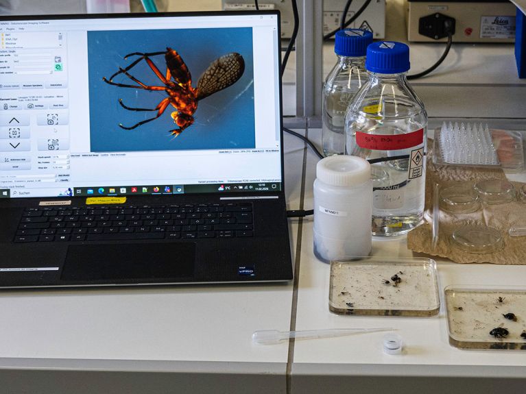 Mit den Nahaufnahmen der winzigen Insekten werden KI-Programme zur Artenerkennung trainiert.