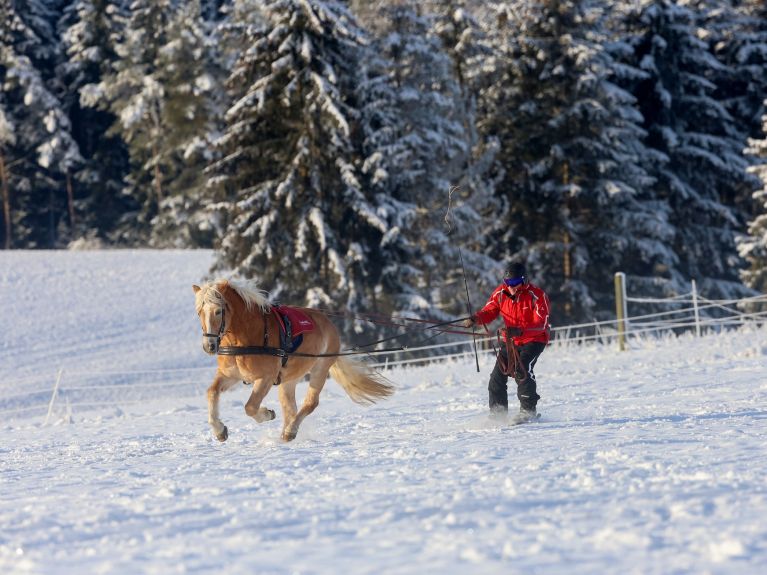 Velocidad sobre nieve: un hombre arrastrado por un caballo en la Jura de Suabia.