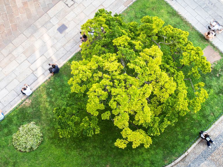 Grüne Bäume in der Stadt