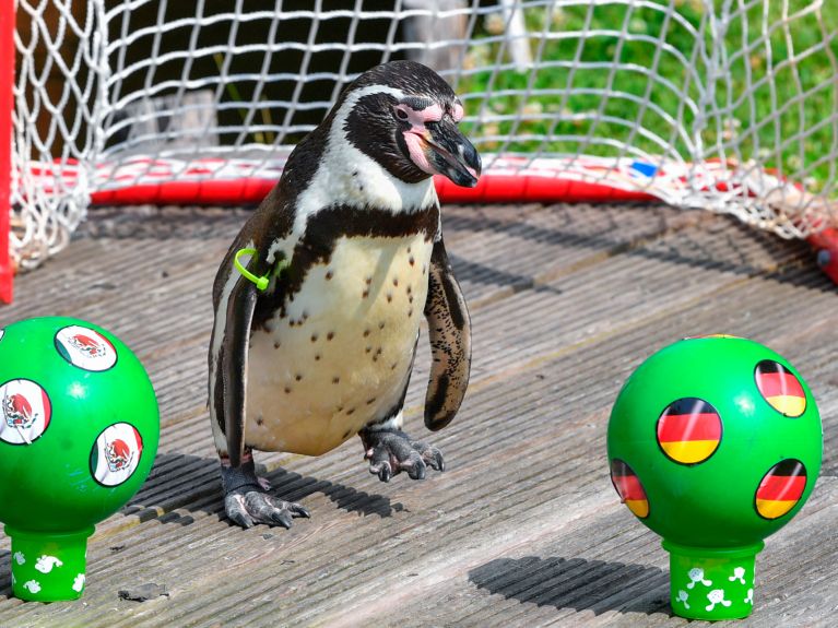 Pinguim-de-humboldt em ação 